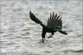 Черная ворона фото (Corvus corone) - изображение №2083 onbird.ru.<br>Источник: www.naturephoto-cz.com